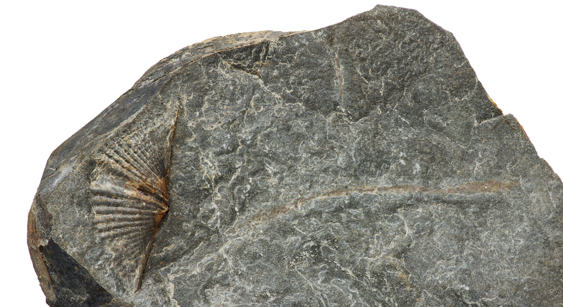 fossil