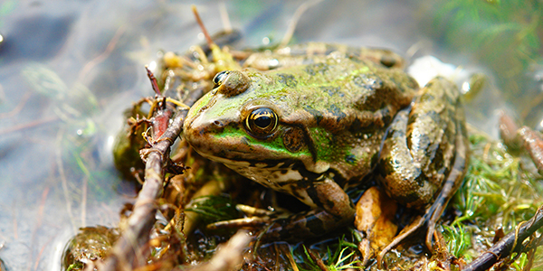 wetlands remediation